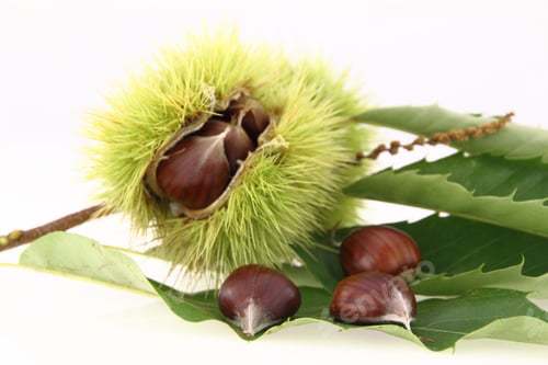 Preview: Raw chestnuts on white background