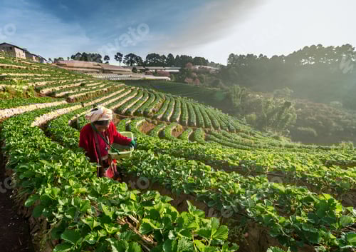 Visualização: agricultor colhe morangos quando o nascer do sol no campo de morangos, ang khang, Chiang mai,