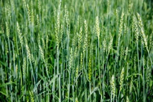 Preview: Green wheat field in India