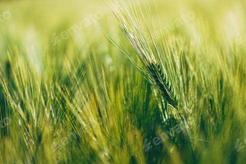Preview: Barley crops in field, Green unripe Hordeum vulgare plantation in spring.
