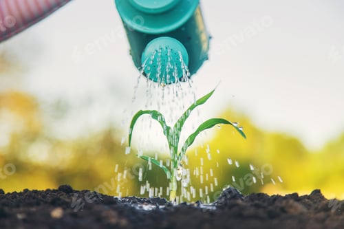 Preview: watering the plant in the garden. Selective focus.