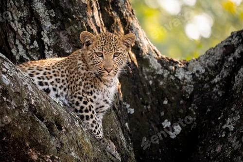 Preview: Leopard, Panthera pardus, cub in a tree.