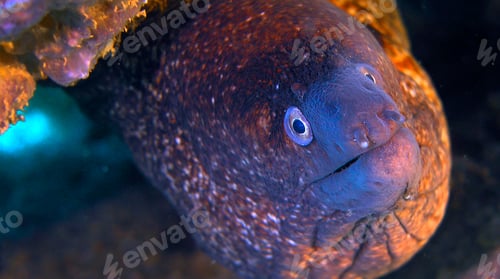 Preview: Moray Eel, Cabo Cope Puntas del Calnegre Regional Park, Spain