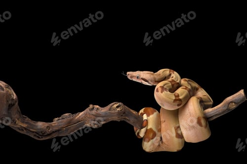 Preview: Snake red-tailed boa hanging on a branch isolated on black background