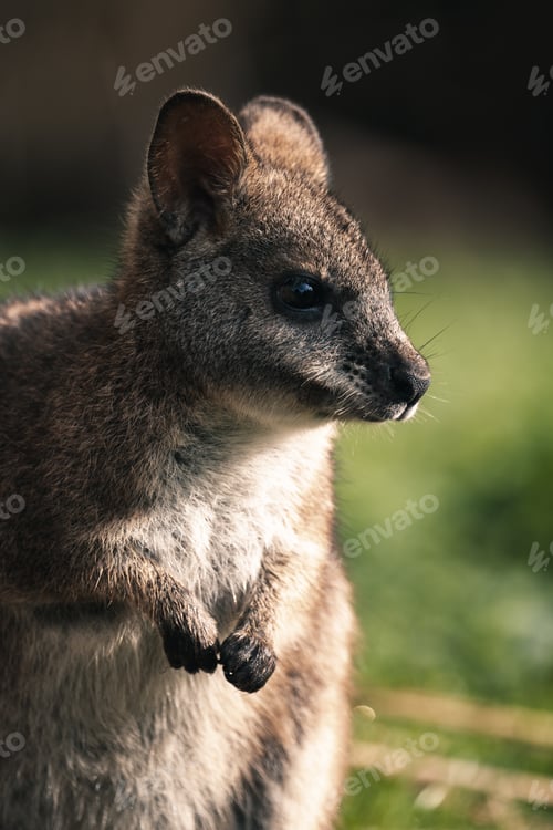 Preview: Wallaby cute face closeup
