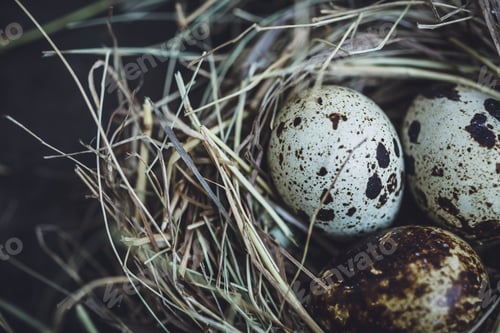 Preview: Quail eggs in the nest