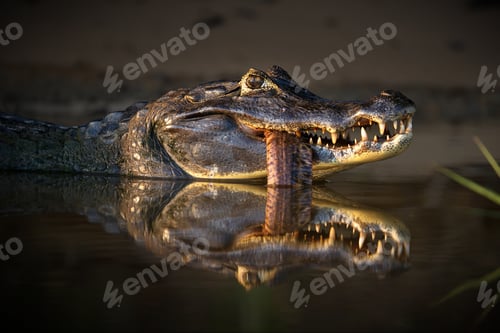Preview: Closeup photo of the crocodile killing the snakefish in mouth in Pantanal, Brasil