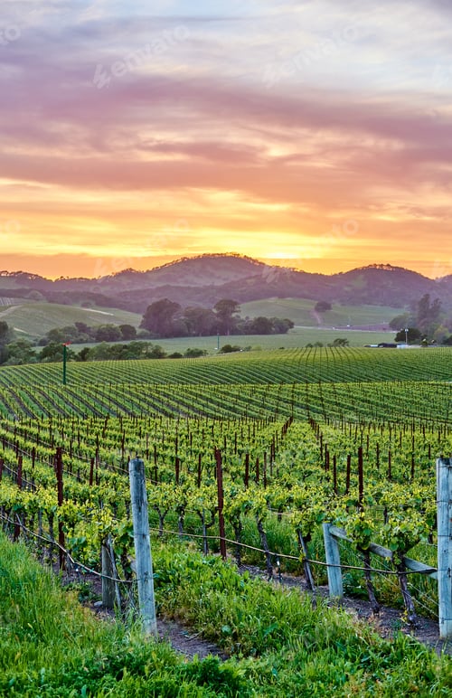 Preview: Vineyards at sunset in California, USA