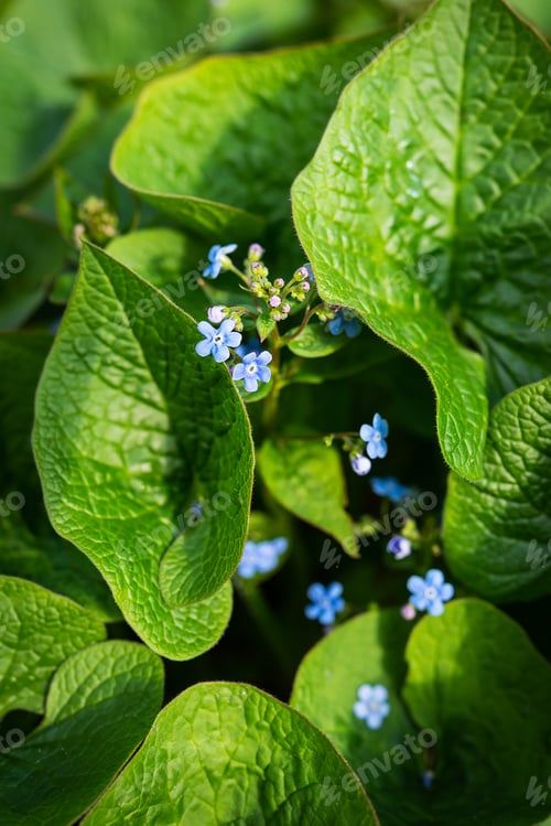 Preview: An unforgettable macro flower with bright green leaves in the sun. Blue flowers on green background