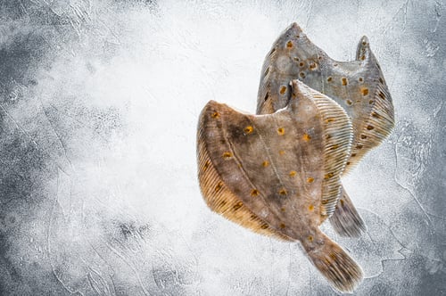 Preview: Raw whole flounder flatfish fish on kitchen table. White background. Top view. Copy space