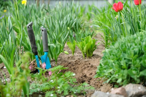 Preview: Springtime, spring season gardening, soil garden tools and young green plants