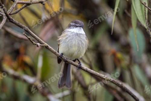 Preview: White-throated tyrannulet (Mecocerculus leucophrys). Little bird perched on a branch in the forest