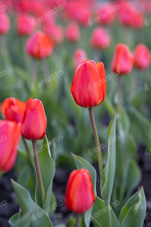 Preview: Red tulips on a street flower bed.