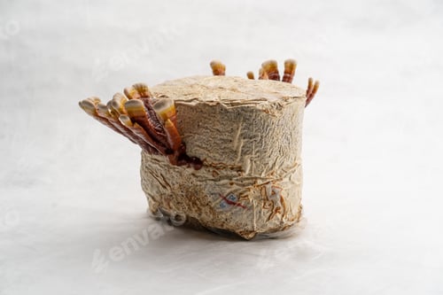 Preview: A group of edible Chinese Reishi mushroom on a mushroom farm growing on a white background close-up