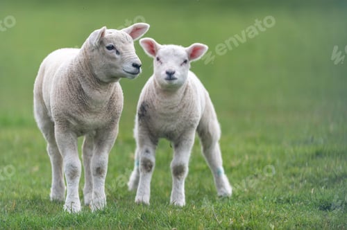 Preview: White lambs standing in a grassy meadow, basking in the sun of a beautiful spring day
