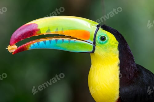 Preview: Keel-billed Toucan (Ramphastos sulfuratus). Portrait of an exotic long-billed bird