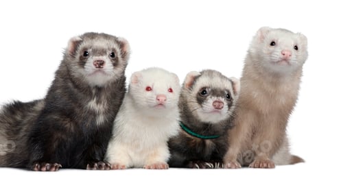 Preview: Group of four ferrets, 5 years, 6 years, 3 years, 1 years old, in front of white background