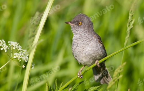 Preview: Barred warbler, Sylvia nisoria. A bird sits on the stem of a plant in a meadow