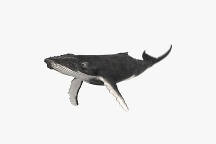 Visualização: Baleia jubarte animada