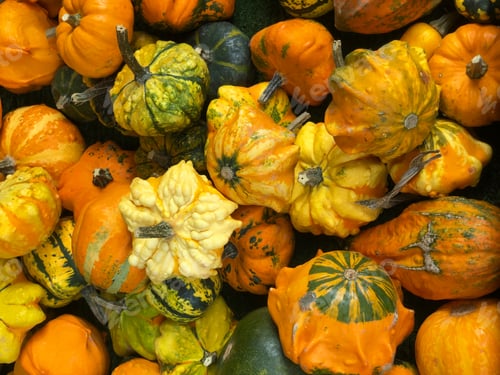 Preview: assortment of ornamental pumpkins
