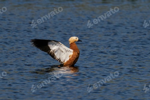 Preview: Ruddy shelduck (Tadorna ferruginea)