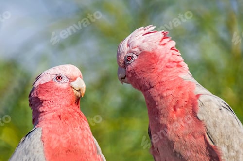 Preview: bird, cockatoo galah, parrot, pet