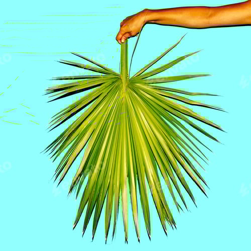 Preview: Minimal. Hand holds a palm leaf. Summer trend