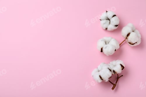 Preview: Flat lay composition with cotton flowers on pink background. Space for text