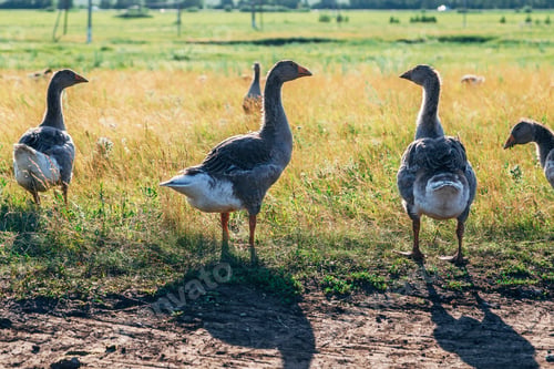 Preview: Domestic gray geese on a meadow. Gray Geese in the grass, domestic bird, flock of geese
