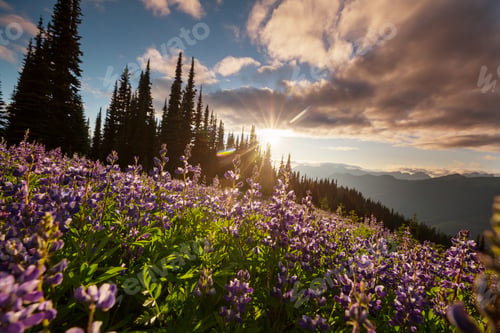 Preview: Mountains meadow