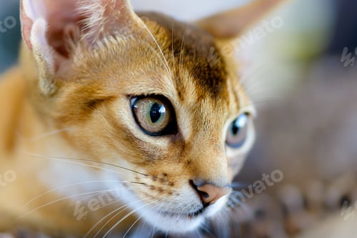 Preview: Abyssinian cat portrait