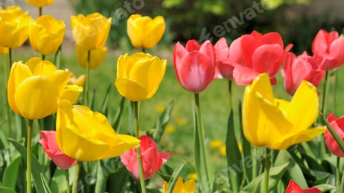 Preview: Tulips, petal, lovely, wallpaper, background