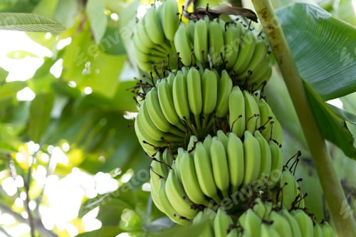Preview: A huge bunch of bananas hanging from a palm tree