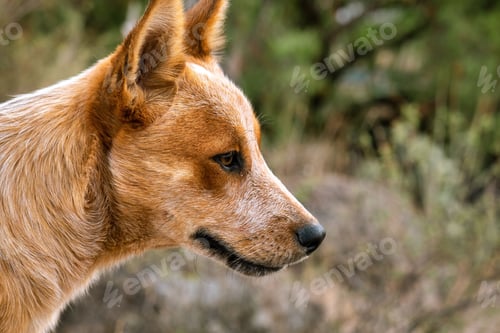 Preview: Happy dog watching with copyspace