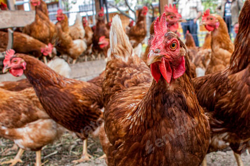 Preview: Brown chicken in the farm