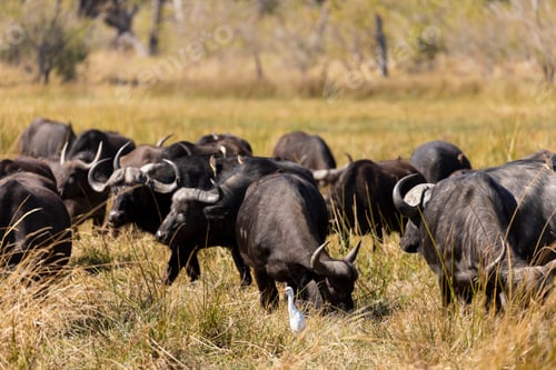 Preview: A herd of water buffalo, Bubalus bubalis in long grass on marshland