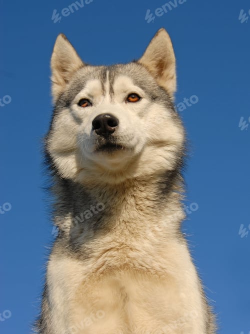 Preview: dog, siberian husky, pets, dogs, wilderness