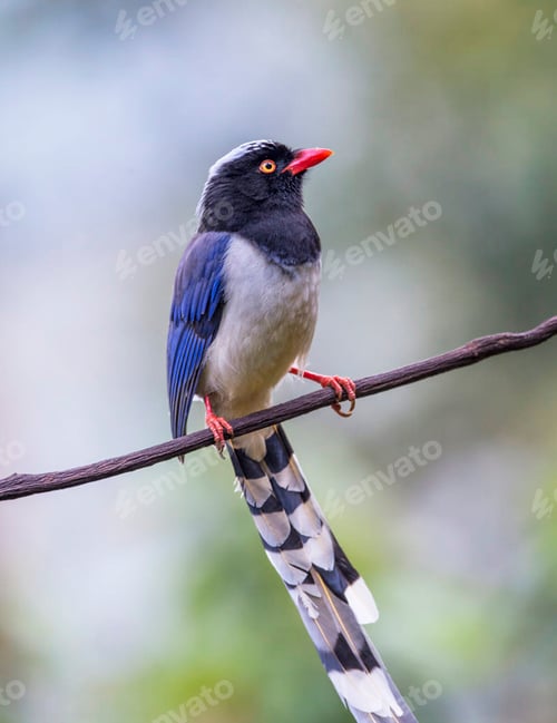 Preview: A Beautiful China Wildlife Place in the World in Picture