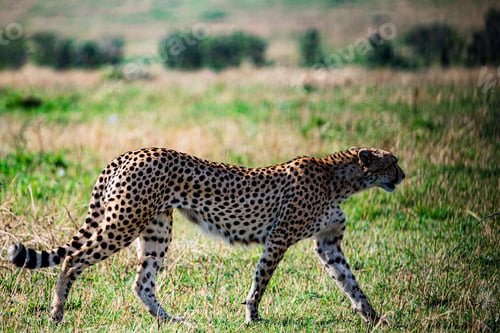 Vista previa: Cheetah Wildlife Wild Animas Maasai Mara National Game Reserve Kenya
