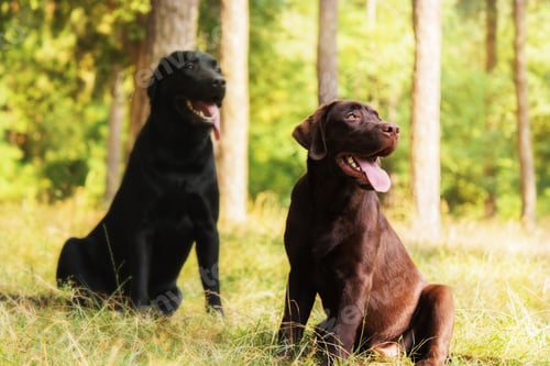 Preview: Labrador Retriever Dog breed on the field. Dog running on the green grass. Active dog outdoor.