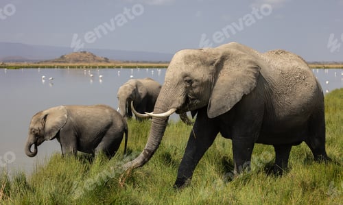 Preview: An Elephant in Africa