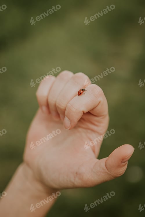 Preview: Ladybug on a hand