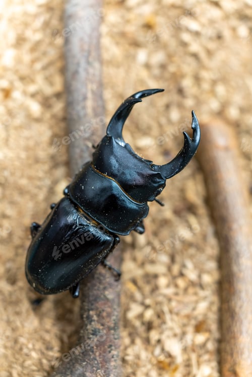 Preview: Close up of giant stag beetle
