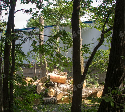 Preview: pruning trees. Slaughter of a poplar. Seasonal pruning of trees in the city park service.