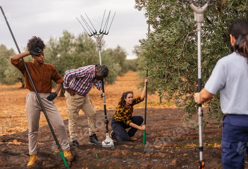 Preview: Multiracial farmers harvesting olives in orchard using modern tools