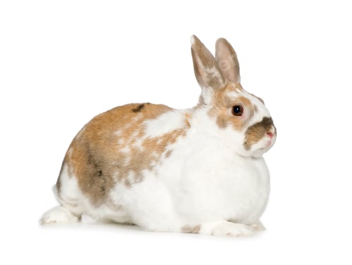 Preview: Rabbit
