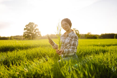 Preview: Woman owner of a wheat farm checks quality of wheat through an application on digital tablet.