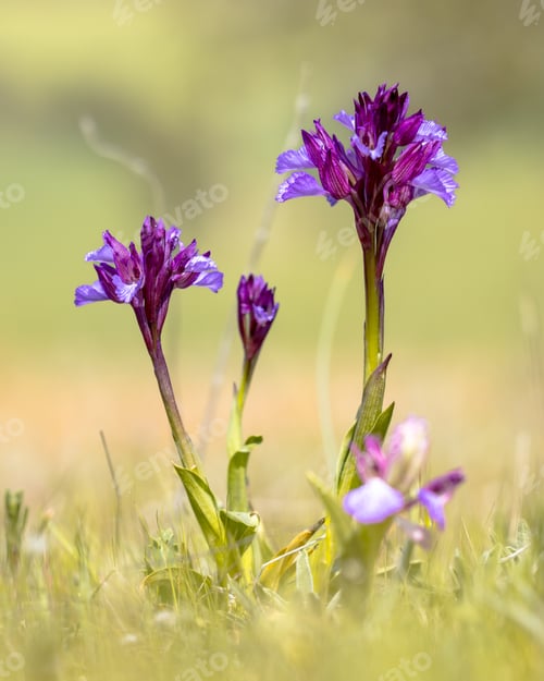 Preview: Butterfly Orchid Purple Flowers in Spain