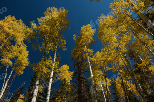 Preview: Yellow aspen trees in autumn