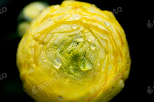 Preview: A yellow ranunculus flower bloom with tightly furled petals.